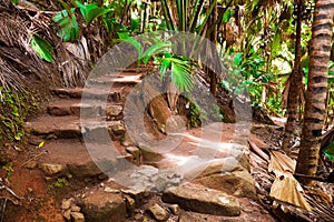 Pathway in jungle, Vallee de Mai, Seychelles