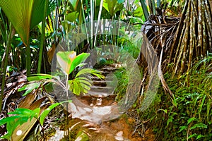 Pathway in jungle - Vallee de Mai - Seychelles