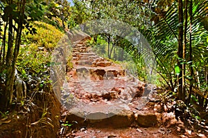 Pathway in jungle - Vallee de Mai - Seychelles