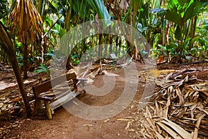 Pathway in jungle - Vallee de Mai - Seychelles