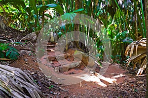 Pathway in jungle, Vallee de Mai, Seychelles