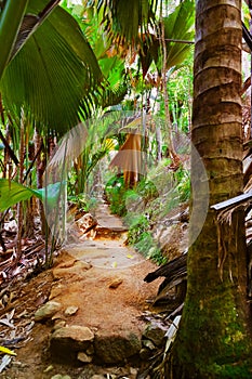 Pathway in jungle - Vallee de Mai - Seychelles