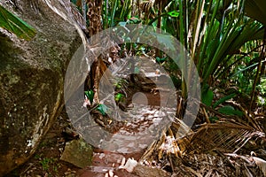 Pathway in jungle - Vallee de Mai - Seychelles