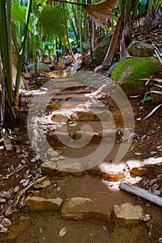 Pathway in jungle - Vallee de Mai - Seychelles