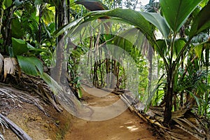 Pathway in jungle