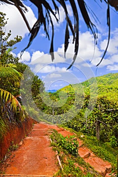 Pathway in jungles, Vallee de Mai, Seychelles