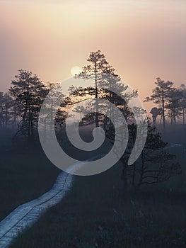 Pathway in Kakerdaja Bog