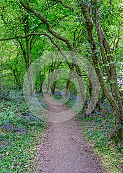 Pathway leading through the woods with bluebells on each side.