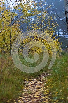 A pathway littered with fallen yellow aspen leaves in the Rocky Mountains