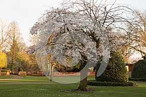 Pathway in a local park