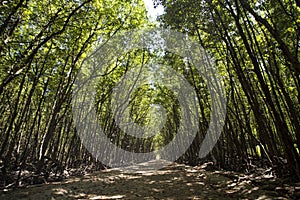 Pathway in the mangrove at Can Gio`s Monkey Island, south Vietnam