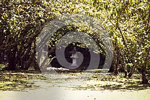 Pathway in midle of trees in a budist temple