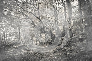 Pathway in the mystique forest with fog, park of Monte Cucco