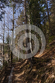 Pathway near trees on hill in