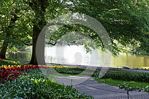 Pathway in park with green trees and beautiful flowers on sunny day. Spring season