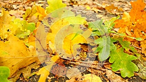 Pathway in park, oak, birch and beeches leaves on the ground. Detail view. Slow controled camera movement