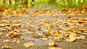 Pathway in park, oak, birch and beeches leaves on the ground. Detail view. Slow controled camera movement