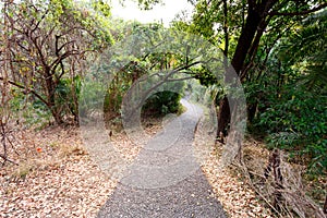 Pathway in a Park Victoria Falls, Zimbabwe in Spring