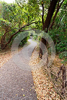 Pathway in a Park Victoria Falls, Zimbabwe in Spring