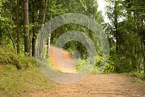 Pathway in pine forest at summer day