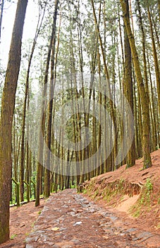 Pathway Through Pine Trees in Pine Forest Valley, Vagamon, Idukki, Kerala, India... photo
