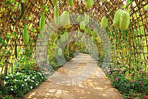 Pathway with plant tunnel