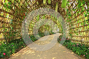 Pathway with plant tunnel