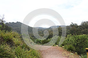 Pathway and plants to mountains