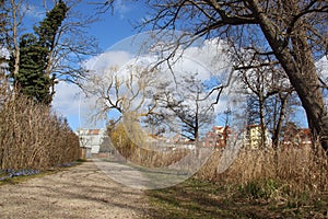 Pathway And Plants With Warm Sunlight