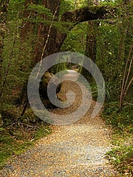 Pathway in rainforest, Fiordland