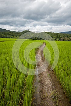 Pathway in rice field with cloudy sky