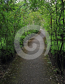 Pathway in rose garden