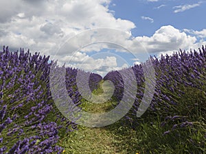 A pathway between rows of Lavender