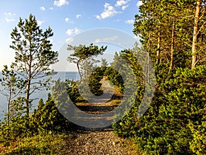 Pathway in Saaremaa