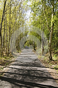 Pathway through scenic forest