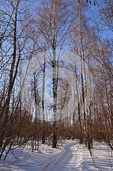 Pathway in snow among leafless birch trees in winter forest