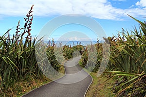 Pathway through spiny spaniards in Greymouth, New Zealand
