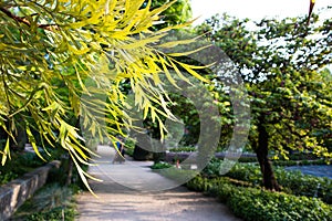 A pathway in spring garden in a shadow of green trees. Trimmed bushes and blooming flowers. Tropical landscape