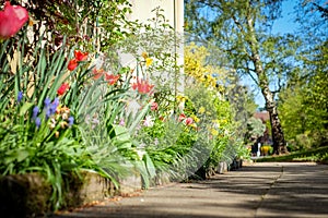 Pathway in springtime - all flowered up photo