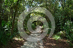 Pathway through subtropical forest photo