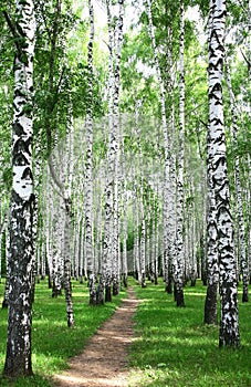 Pathway in the summer birch grove