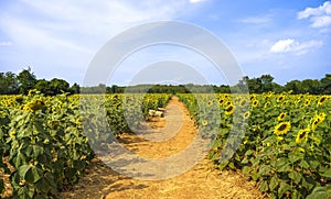 Pathway in Sunflower cultivation
