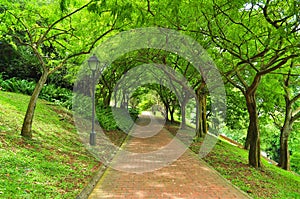A pathway surrounded by lush greenery