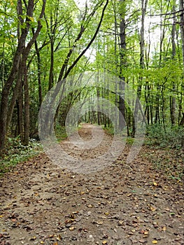 Pathway thru mountian forest photo