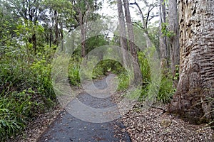 Pathway through tingle trees near the tree tops walkway at Walpole Western Australia in autumn.