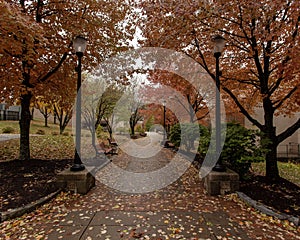 Pathway to fall foliage