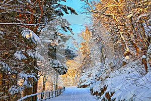 Pathway to mount Floyen