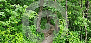 A Pathway to Nature photo