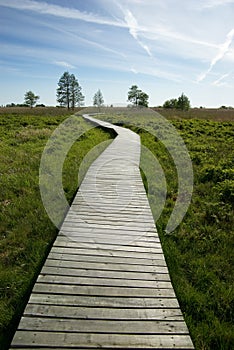 Pathway to the sea photo