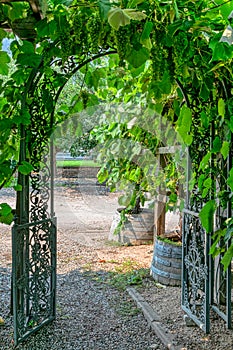 Pathway to a vine yard through the iron cast gate